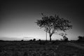 Black and white image of the lonely desolated trees,ÃÂ  with moody stormy sky in the background.